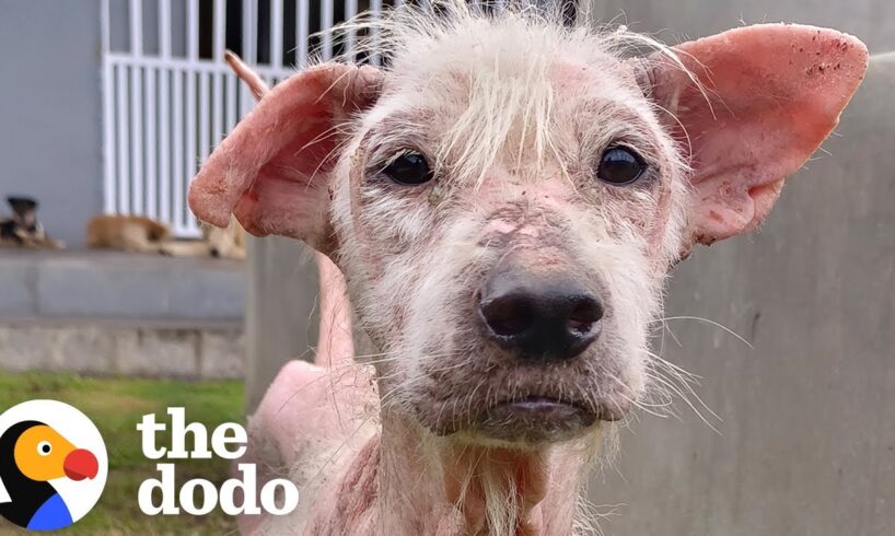 Hairless Street Dog Transforms Into Fluffiest Teddy Bear | The Dodo