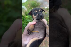 He Found 3 Puppies On Side Of Road | The Dodo