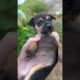 He Found 3 Puppies On Side Of Road | The Dodo