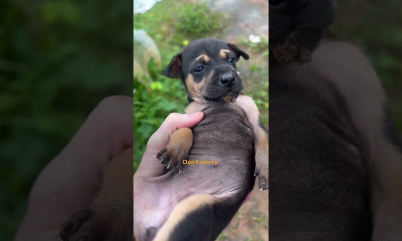 He Found 3 Puppies On Side Of Road | The Dodo