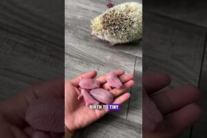 He Rescued a Hedgehog, Then Got the Sweetest Surprise! 🦔❤️#shorts