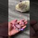 He Rescued a Hedgehog, Then Got the Sweetest Surprise! 🦔❤️#shorts