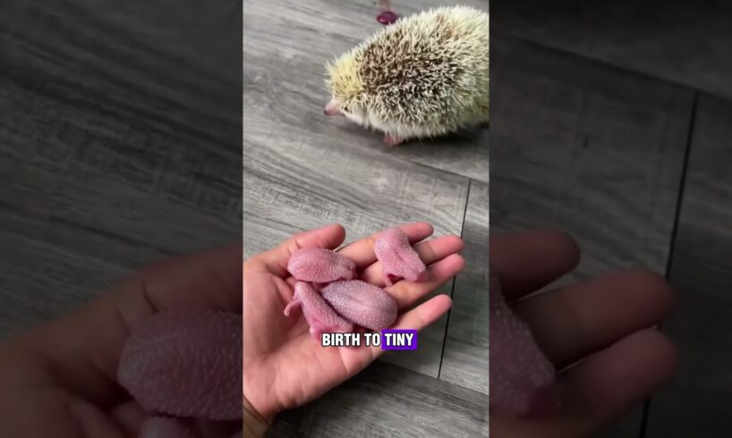 He Rescued a Hedgehog, Then Got the Sweetest Surprise! 🦔❤️#shorts