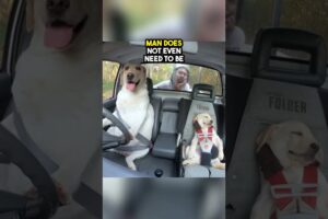 He taught his dogs how to drive ❤️