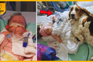 Heartbreaking Tale of a Dog’s Last Act of Love as He Comforts and Protects Infant Until the End