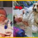 Heartbreaking Tale of a Dog’s Last Act of Love as He Comforts and Protects Infant Until the End