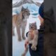 Help Amother Canadian lynx seeks help from a female sailor to rescue her kittens trappedin anet#cat