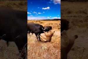 "Heroic Buffalo Rushes in to Rescue Her Friends in Need!"