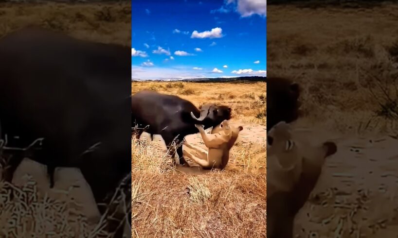 "Heroic Buffalo Rushes in to Rescue Her Friends in Need!"