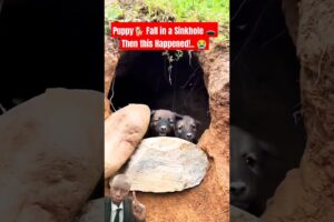 Heroic Puppy Rescued From Giant Sinkhole😭😍#puppy #dog #shorts #cute #pets #shorts