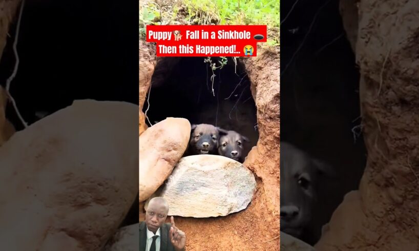 Heroic Puppy Rescued From Giant Sinkhole😭😍#puppy #dog #shorts #cute #pets #shorts