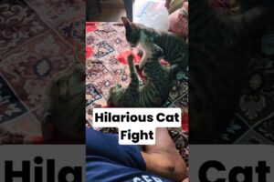 🔥 Hilarious Cat Fights || #shorts #minivlog #dog #cat