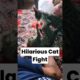 🔥 Hilarious Cat Fights || #shorts #minivlog #dog #cat