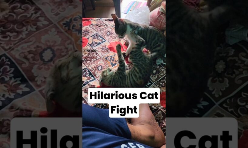 🔥 Hilarious Cat Fights || #shorts #minivlog #dog #cat