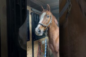 Hilarious Horse Has A Meet Cute With Donkey!