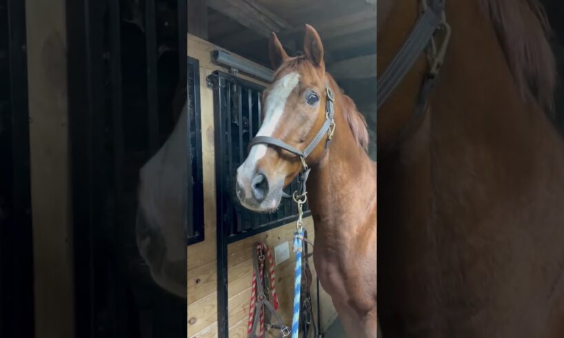 Hilarious Horse Has A Meet Cute With Donkey!