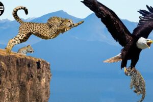 Horrifying! Eagle Captures Leopard Cub And Mother Leopard's Revenge | Animal Fight