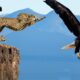 Horrifying! Eagle Captures Leopard Cub And Mother Leopard's Revenge | Animal Fight