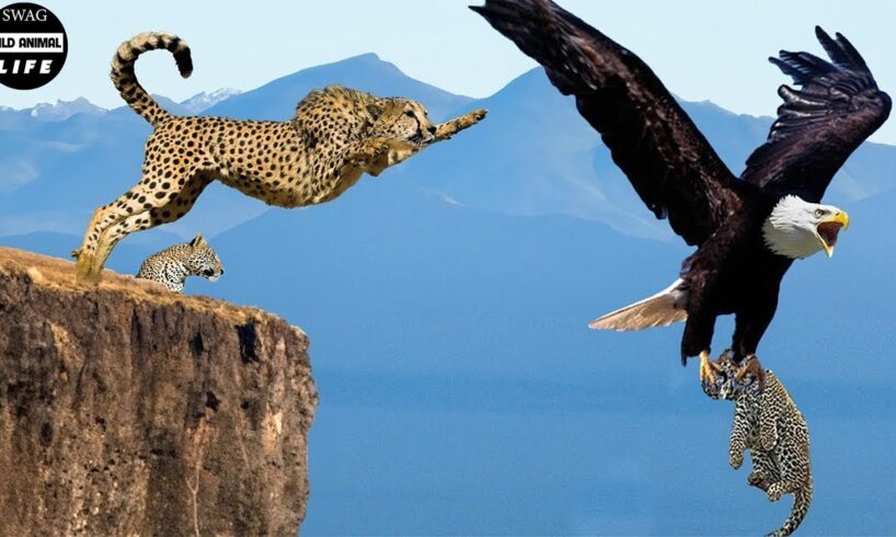 Horrifying! Eagle Captures Leopard Cub And Mother Leopard's Revenge | Animal Fight