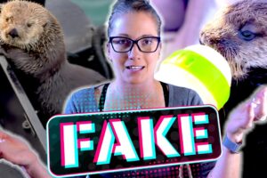 How to Spot FAKE Animal Rescue Videos