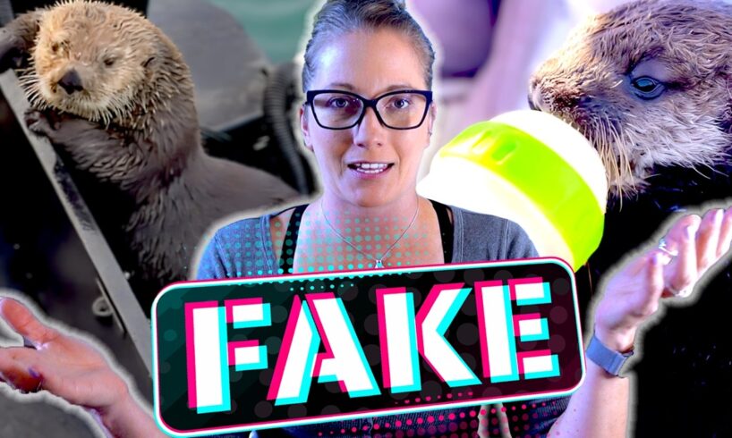 How to Spot FAKE Animal Rescue Videos