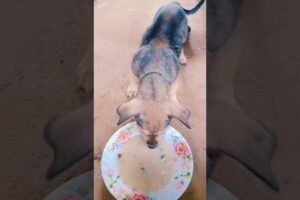 Hungry puppy #dog #puppy #animals #doglover #shorts