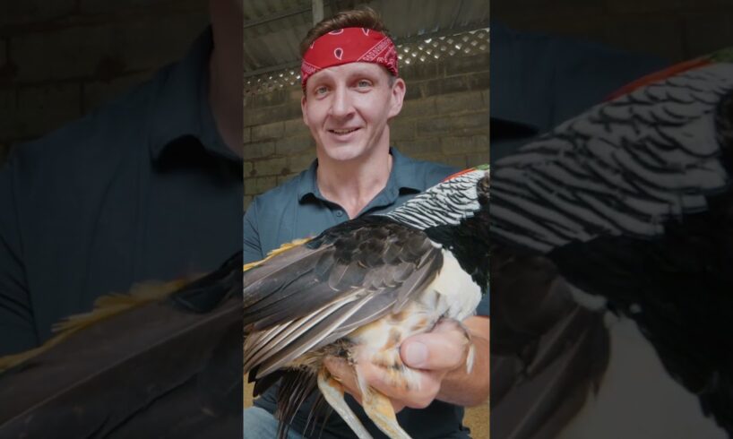 I ate a $200 Bird in Vietnam!! #befrs #besteverfoodreviewshow #vietnam  #birds