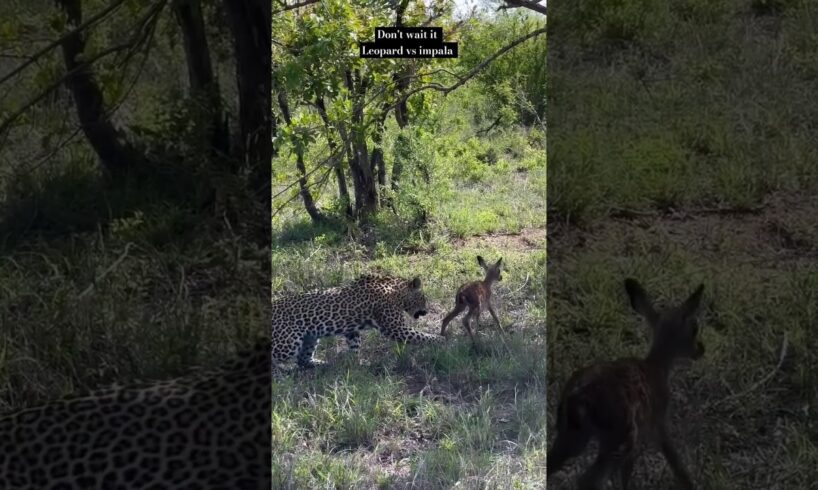 Impala lamb plays with leopard #shorts #wildlife #animals