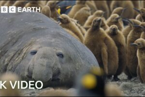 Incredible 4K Nature Scenes Narrated By David Attenborough | BBC Earth