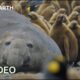 Incredible 4K Nature Scenes Narrated By David Attenborough | BBC Earth