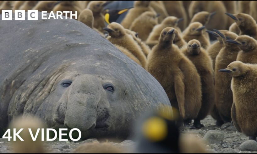 Incredible 4K Nature Scenes Narrated By David Attenborough | BBC Earth