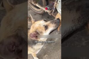 Innocent Dog Uses Leaf To Buy Food! ❤️