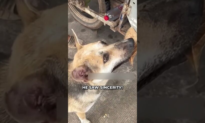 Innocent Dog Uses Leaf To Buy Food! ❤️