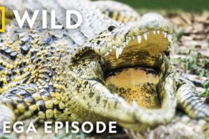 It Smelled of Death: Brutal Moments in the Animal Kingdom MEGA EPISODE Compilation