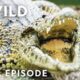 It Smelled of Death: Brutal Moments in the Animal Kingdom MEGA EPISODE Compilation