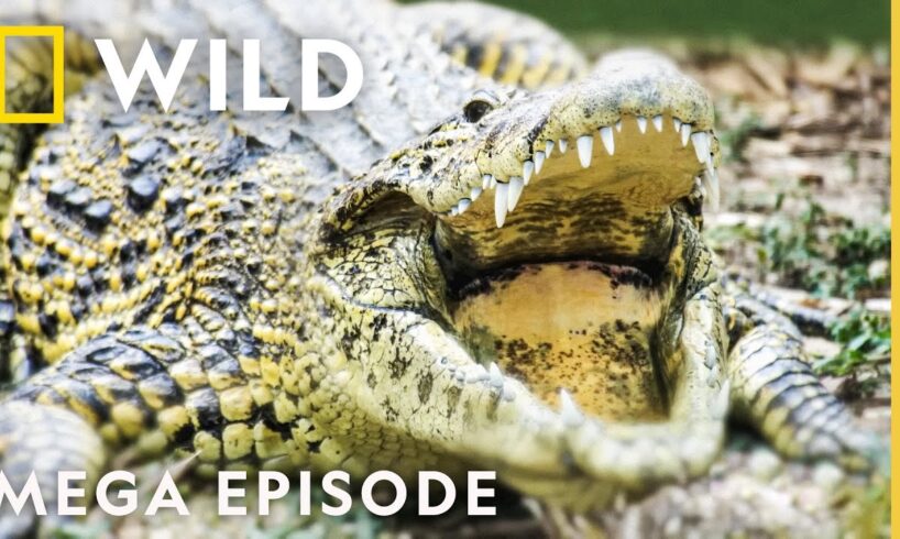 It Smelled of Death: Brutal Moments in the Animal Kingdom MEGA EPISODE Compilation