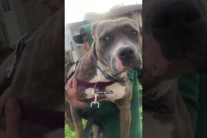 It Took This Rescue Pittie A Month To Get Out Of Her Shell | The Dodo  #thedodoanimals #dog