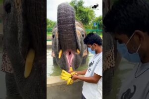 Just a clip of Laxmi going gaga over bananas, a perfect sight to beat your midweek blues!