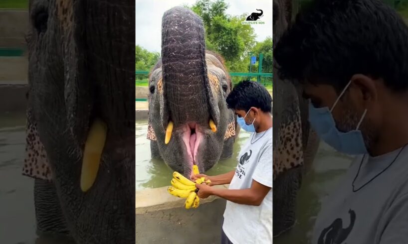 Just a clip of Laxmi going gaga over bananas, a perfect sight to beat your midweek blues!