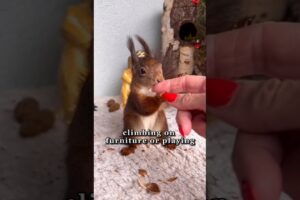 Kind Human Saves Rad squirrel #animals #shorts #love