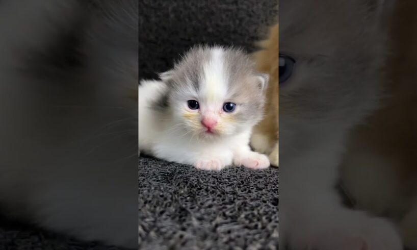 Kitten playing with his brother is really cute #kitten #cat #funny #anakkucinglucu #kucing