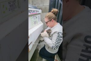 Kittens Rescued from Behind Dumpster #kittenrescue #kitten #rescue #catrescue #animalrescue #cat