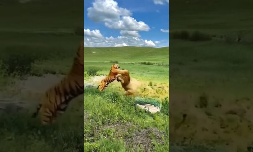 LION VS TIGER | Never Ending Rivalry #shorts #animals #tiger #lion