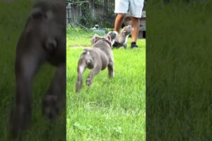 LOOK AT THESE CUTE PUPPIES RUNNING AROUND 😍🐶❗️ #dogs #pets #shorts #cute #youtubeshorts