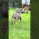 LOOK AT THESE CUTE PUPPIES RUNNING AROUND 😍🐶❗️ #dogs #pets #shorts #cute #youtubeshorts