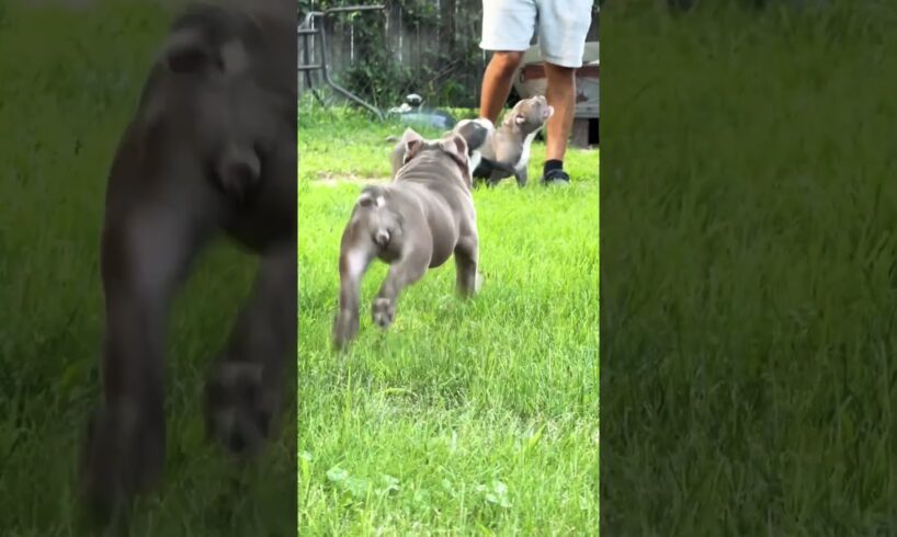 LOOK AT THESE CUTE PUPPIES RUNNING AROUND 😍🐶❗️ #dogs #pets #shorts #cute #youtubeshorts