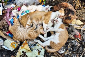 LTT Animal || Dump Rescue: Poisoned Kittens Saved Just in Time! 🐾