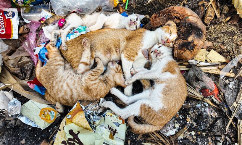 LTT Animal || Dump Rescue: Poisoned Kittens Saved Just in Time! 🐾