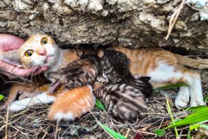 LTT Animal || Mother Cat's Brave Rescue: Saved from Rocky Crevice!