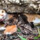 LTT Animal || Mother Cat's Brave Rescue: Saved from Rocky Crevice!